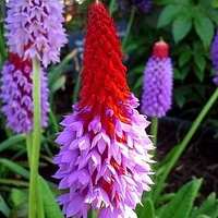 Primula vialii Plant - Red Hot Poker