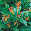 Prunus laurocerasus Plant - Etna