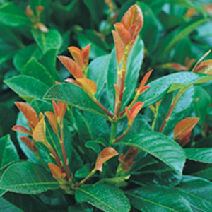 Prunus laurocerasus Plant - Etna