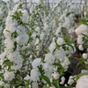 Prunus glandulosa Plant - Alba Plena