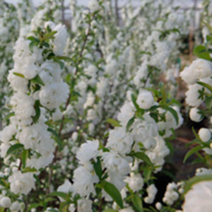 Prunus glandulosa Plant - Alba Plena