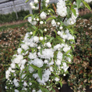 Prunus glandulosa Plant - Rosea Plena