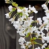 Prunus incisa Kojo-No-Mai (2)
