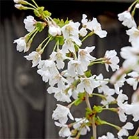 Prunus incisa Kojo-No-Mai (2)