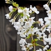 Prunus Incisa Kojo-No-Mai
