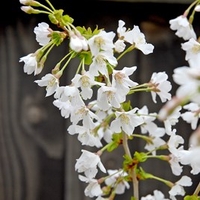 Prunus Incisa Kojo-No-Mai