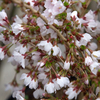 Prunus Incisa Plant - Kojo No Mai