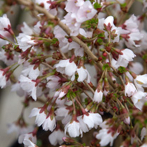 Prunus Incisa Plant - Kojo No Mai