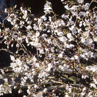 Prunus incisa Plant - Kojo-No-Mai-Noble