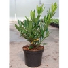 Prunus Lauroccerasus Plant - Otto Luyken