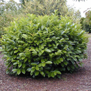 Prunus laurocerasus Plant - Marbled White