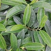 Prunus laurocerasus Plant - Mount Vernon