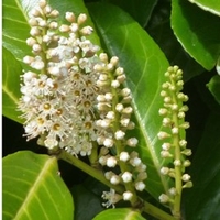 Prunus Laurocerasus Plant - Rotundifolia
