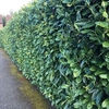 Prunus laurocerasus Rotundifolia (Cherry Laurel) Plants - 2L Value Hedging Range