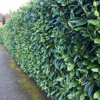 Prunus laurocerasus Rotundifolia (Cherry Laurel) Plants - 2L Value Hedging Range