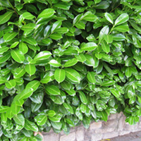 Prunus Laurocerasus Rotundifolia (Laurel) Potted Plants
