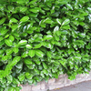 Prunus Laurocerasus Rotundifolia Plants - 10 x 10 Litre Pots