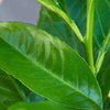 Prunus Laurocerasus Rotundifolia Plants - 10 x 7.5 Litre Pots