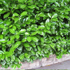Prunus Laurocerasus Rotundifolia Plants - 20 x 10 Litre Pots
