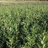 Prunus lusitanica Plant - Angustifolia