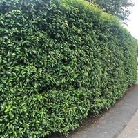 Prunus Lusitanica (Portugese Laurel) Plants - 2L Value Hedging Range