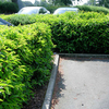 Prunus lusitanica Potted Plants - 100cm+ x 10