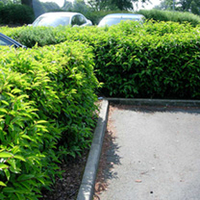 Prunus lusitanica Potted Plants - 100cm+ x 10