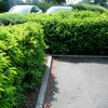 Prunus lusitanica Potted Plants - 100cm+ x 20