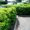 Prunus lusitanica Potted Plants - 20cm+ x 10