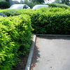 Prunus lusitanica Potted Plants - 20cm+ x 20