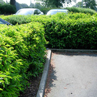 Prunus lusitanica Potted Plants - 60cm+ x 10