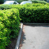 Prunus lusitanica Potted Plants - 60cm+ x 20
