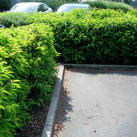 Prunus lusitanica Potted Plants - 60cm+ x 20