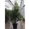 Prunus nipponica Plant - Brilliant