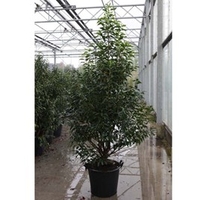 Prunus nipponica Plant - Brilliant