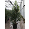 Prunus nipponica Plant - Brilliant