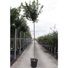 Prunus pumila depressa Plant