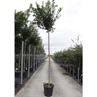 Prunus pumila depressa Plant