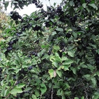 Prunus Spinosa