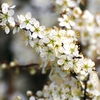 Prunus spinosa (Blackthorn) Plants - 2L Value Hedging Range