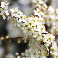 Prunus spinosa (Blackthorn) Plants - 2L Value Hedging Range