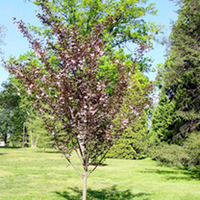 Prunus Tree - Royal Burgundy