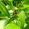 Pseudopanax Lessonii Plant - Cyril Watson