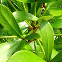 Pseudopanax Lessonii Plant - Cyril Watson