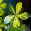 Pseudowintera Plant - Colorata