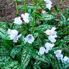Pulmonaria Plant - Opal
