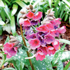 Pulmonaria Plant - Raspberry Splash