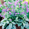 Pulmonaria Plant - Trevi Fountain