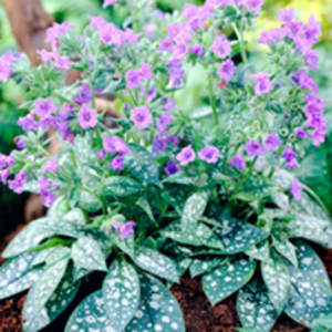 Pulmonaria Plant - Trevi Fountain