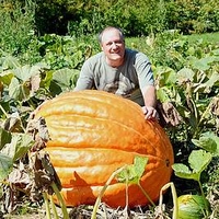 Pumpkin Plants - Atlantic Giant